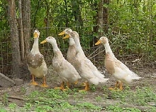 runner ducks