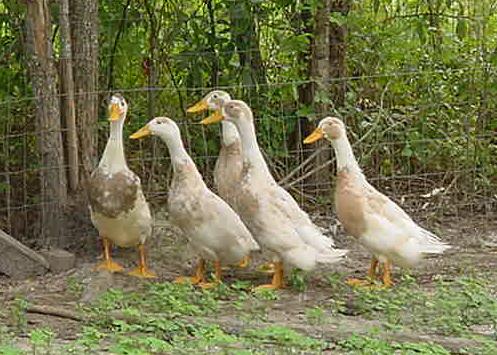 runner ducks