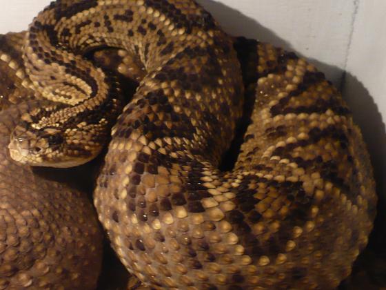 Crotalus durrisus