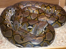Reticulated python