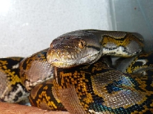 Reticulated python
