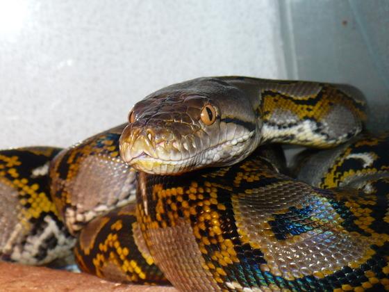 Reticulated python