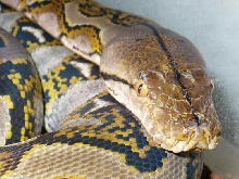 Reticulated python