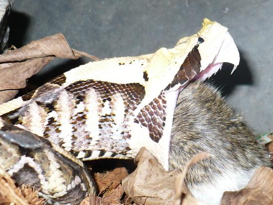 Bitis gabonica rhinoceros feeding