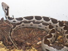 Montivipera xanthina