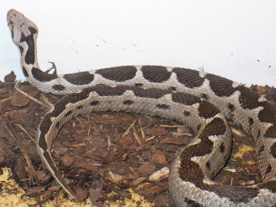 Montivipera xanthina