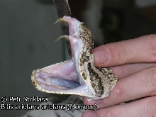 Bitis arietans arietans Moroccan Puff adder