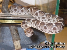1,0 Echis pyramidum leakeyi