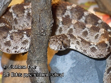 1,0 Echis pyramidum leakeyi