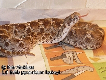 1,0 Echis pyramidum leakeyi
