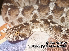 1,0 Echis pyramidum leakeyi