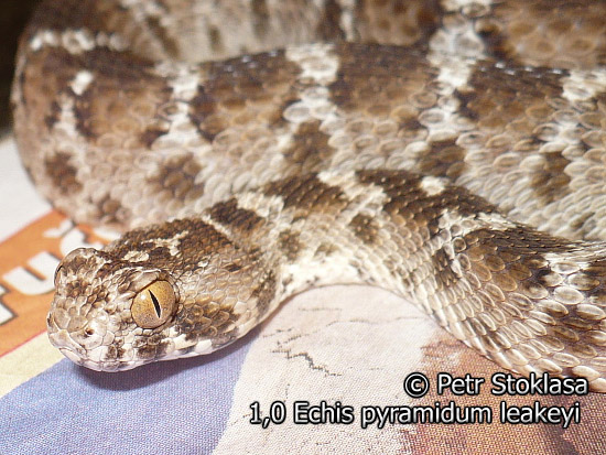 1,0 Echis pyramidum leakeyi