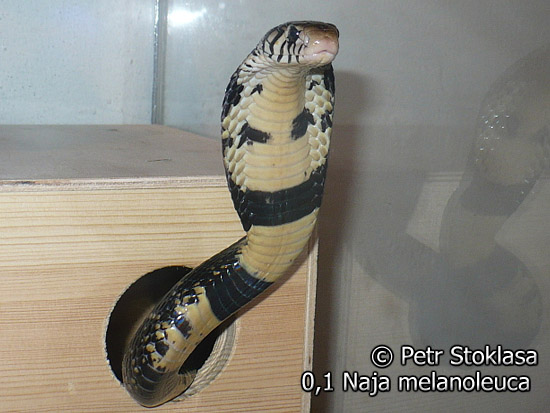 0,1 Naja melanoleuca (Forest Cobra)