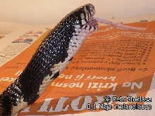 0,1 Naja melanoleuca (Forest Cobra)