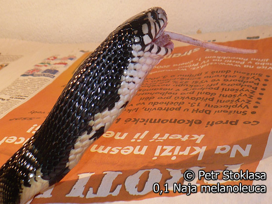 0,1 Naja melanoleuca (Forest Cobra)