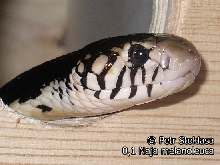 0,1 Naja melanoleuca (Forest Cobra)