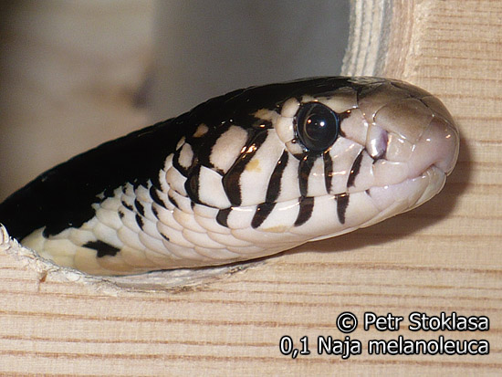 0,1 Naja melanoleuca (Forest Cobra)