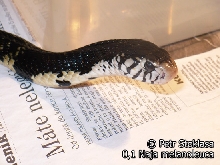 0,1 Naja melanoleuca (Forest Cobra)