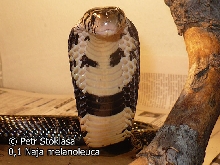 0,1 Naja melanoleuca (Forest Cobra)