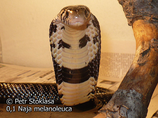 0,1 Naja melanoleuca (Forest Cobra)