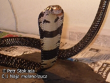 0,1 Naja melanoleuca (Forest Cobra)