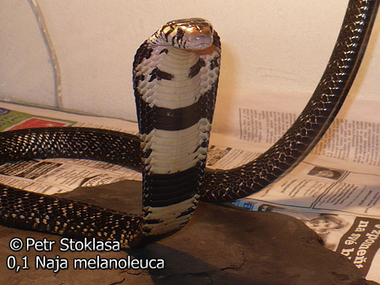 0,1 Naja melanoleuca (Forest Cobra)