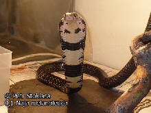 0,1 Naja melanoleuca (Forest Cobra)