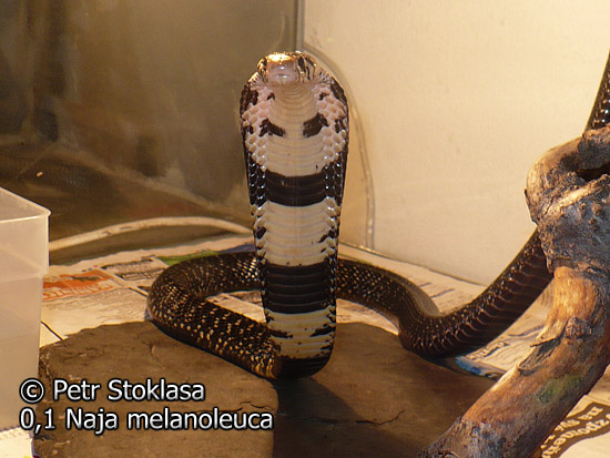 0,1 Naja melanoleuca (Forest Cobra)