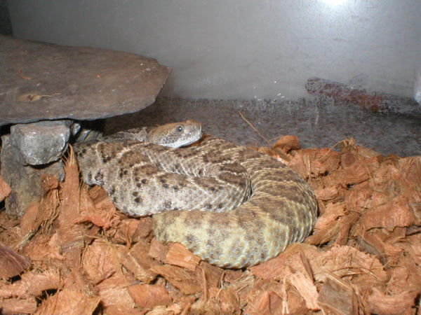 Crotalus atrox