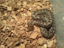 Vipera ammodytes ammodytes