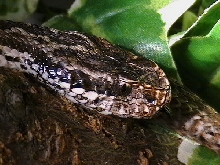 Vipera renardi
