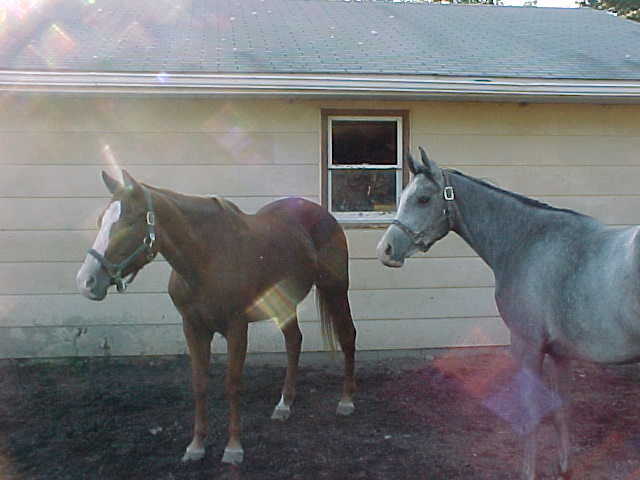 My babies