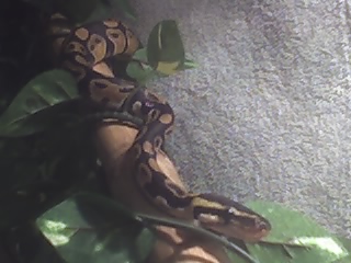 Slash coming down his tree