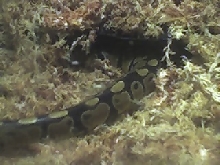 Slash's snakepit