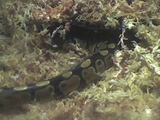 Slash's snakepit