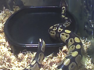 Slash in his "cool- side" water dish
