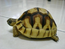 Angonoka