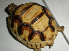 Angonoka