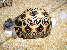 baby radiata