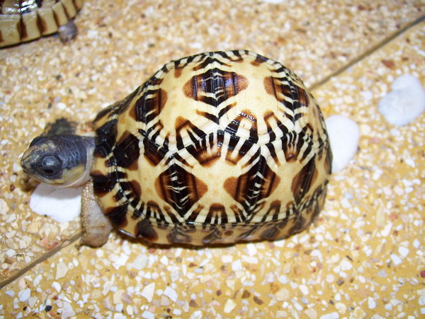 baby radiata