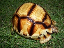 yni