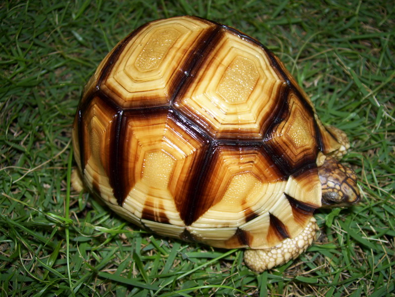 yni