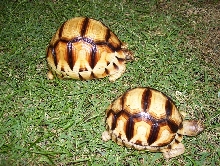 yni