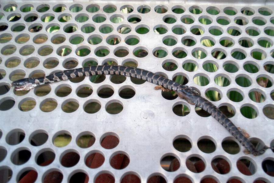 snake
