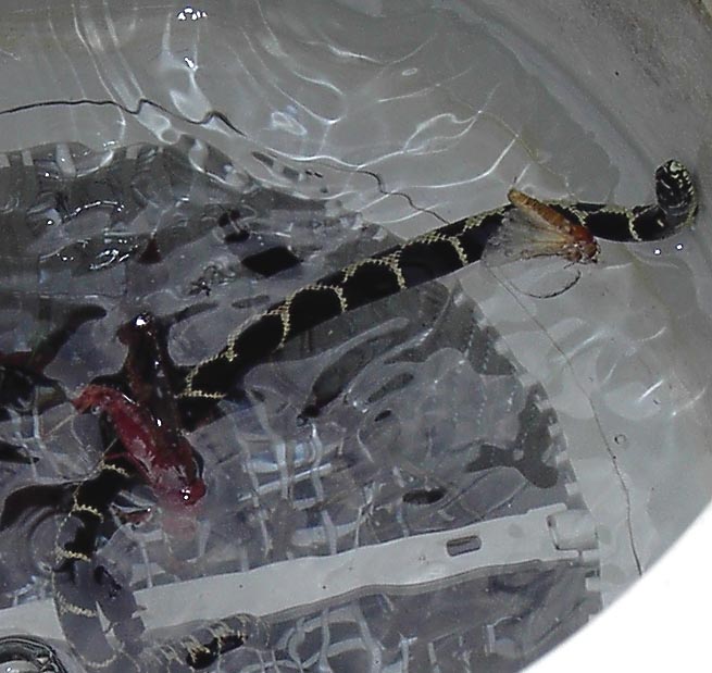 What snake is this?