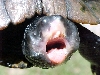 Faceless Turtle Alive