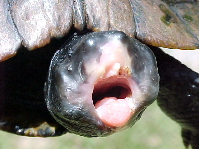 Faceless Turtle Alive