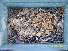 ax-ivory clutch