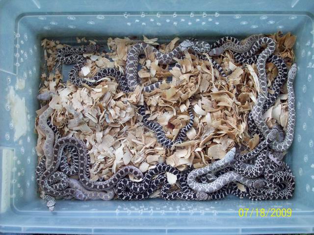 ax-ivory clutch