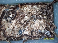 het axanthic,stillwater hypo clutch